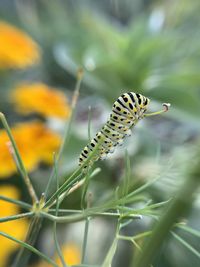 Close-up of butterfly pollinating on flower