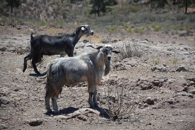 Goats standing in a field