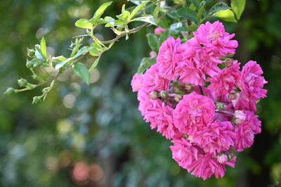 Close-up of pink flowering plant