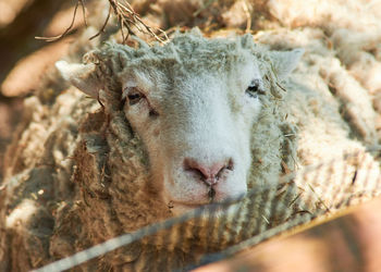 Close up of a woolly sheep with an overgrown coat.