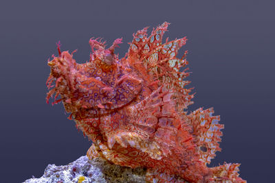 Close-up of coral in sea