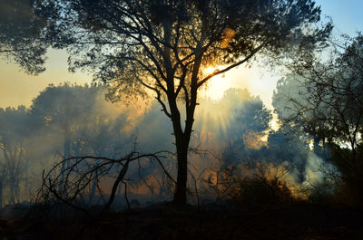 Silhouette trees on field against sky during foggy weather