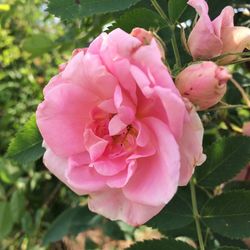 Close-up of pink flowers