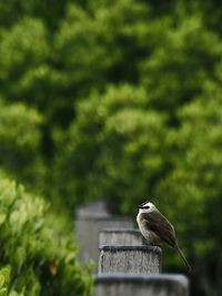 Bird perching on a tree