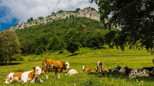 Cows on field against sky