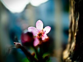 Close-up of pink flower