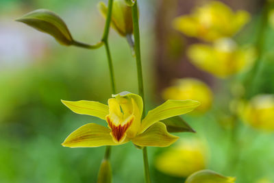 Close-up of yellow flowering plant