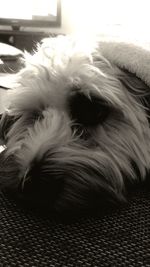 Close-up of dog relaxing
