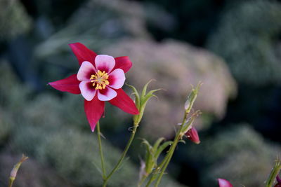 Close-up of pink flowering plant