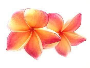 Close-up of flowers over white background