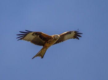 Low angle view of eagle flying against clear blue sky