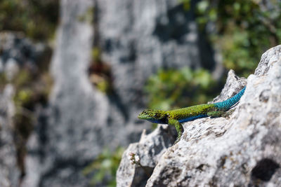 Close-up of lizard on rock