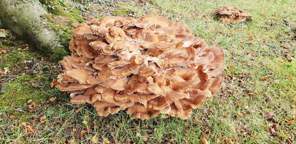 High angle view of mushrooms growing on field