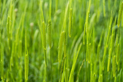 Wheat ears still green tuscany italy