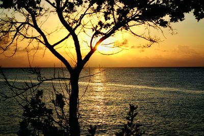 Silhouette tree by sea against sunset sky