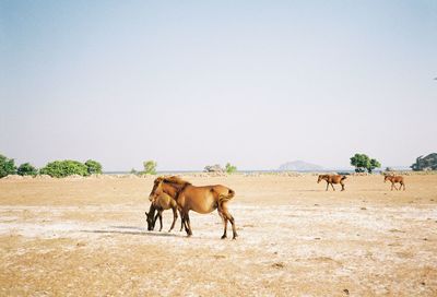 Horses on a field