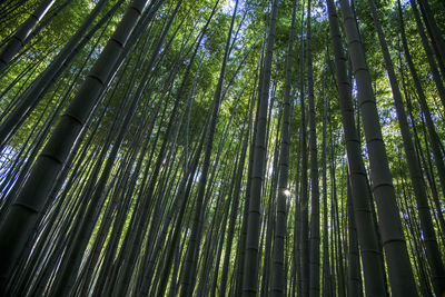 Low angle view of bamboo trees in forest