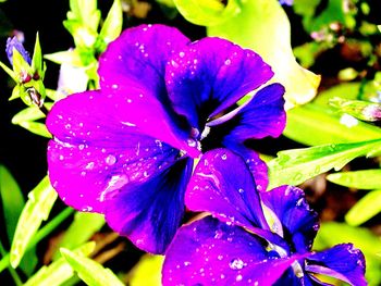 Close-up of purple flowers blooming outdoors