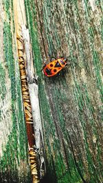 Close-up of ladybug on tree trunk