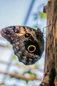 Close-up of butterfly perching on leaf