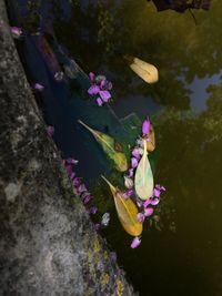 Close-up of water lily in pond