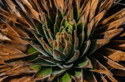 Close-up of succulent plant on field