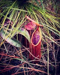 Close-up of plant