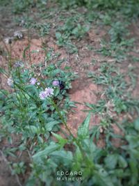 Close-up of bee on flower