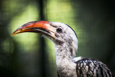 Close-up of a bird. hornbill. 