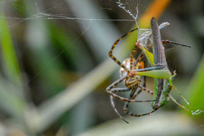 Close-up of insect on spider web