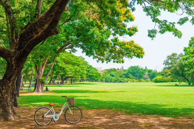 Trees in park