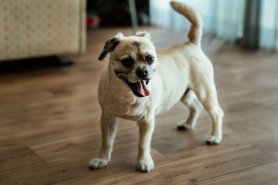 Portrait of dog lying on floor at home