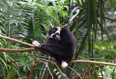 Monkey sitting on a tree