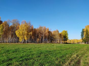 Trees on field against clear sky