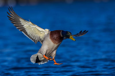 Bird flying over sea