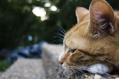 Close-up of ginger cat