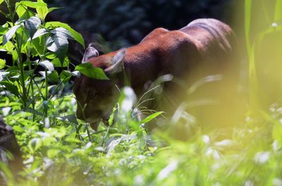 Side view of dog on plant