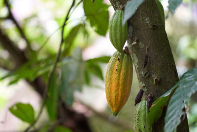 Close-up of fruit growing on tree