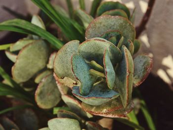 Close-up of snake on plant