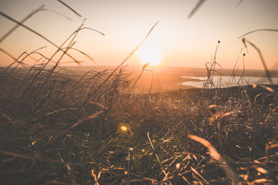 Scenic view of field against sky during sunset