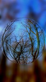 Close-up of bare tree against blurred background