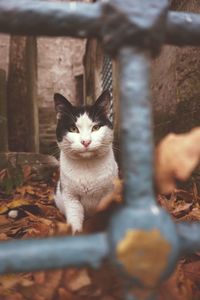 Portrait of cat sitting on metal