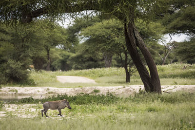 View of sheep on field