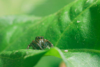 Close-up of insect on leaf