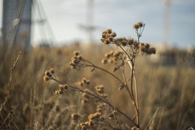 Close-up of flowers growing on field against sky