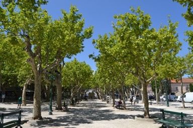 Road passing through trees