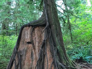 Low angle view of tree roots in forest