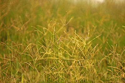 Close-up of crops growing on field