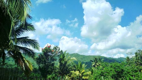 Panoramic view of palm trees against sky