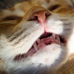 Close-up of cat